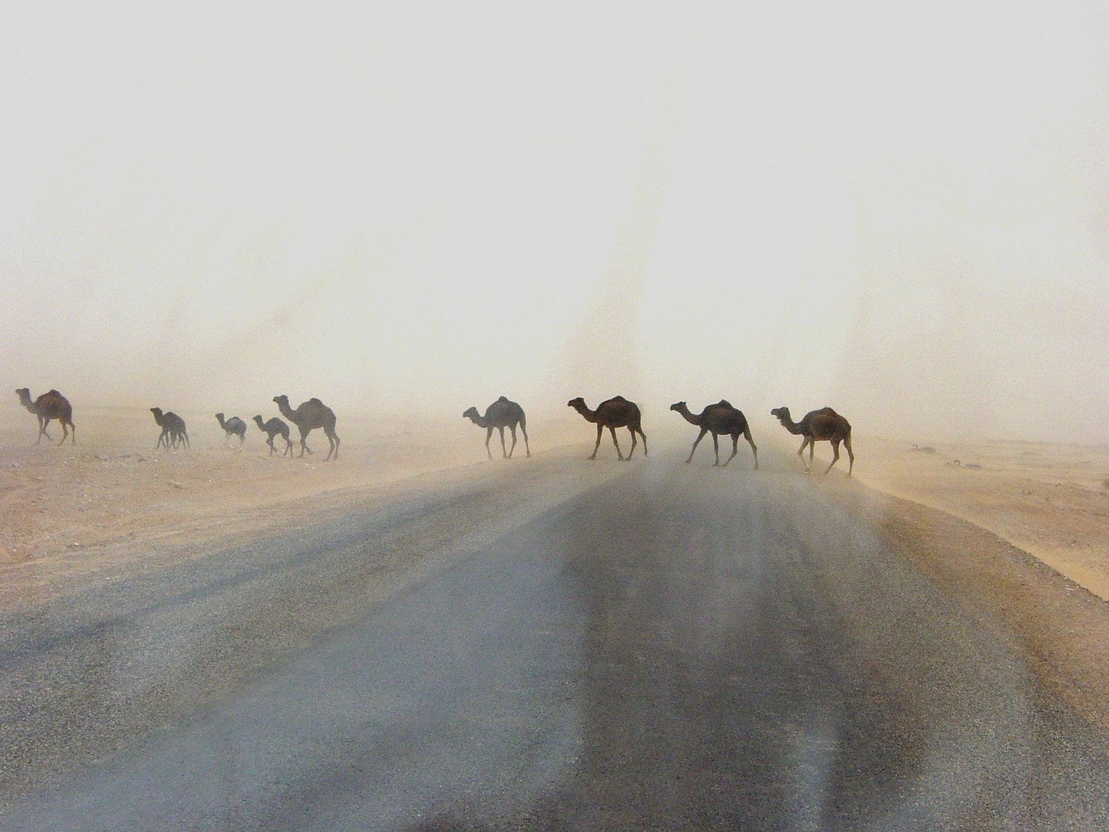 Camellos en la tormenta, abril 2005 - Susa