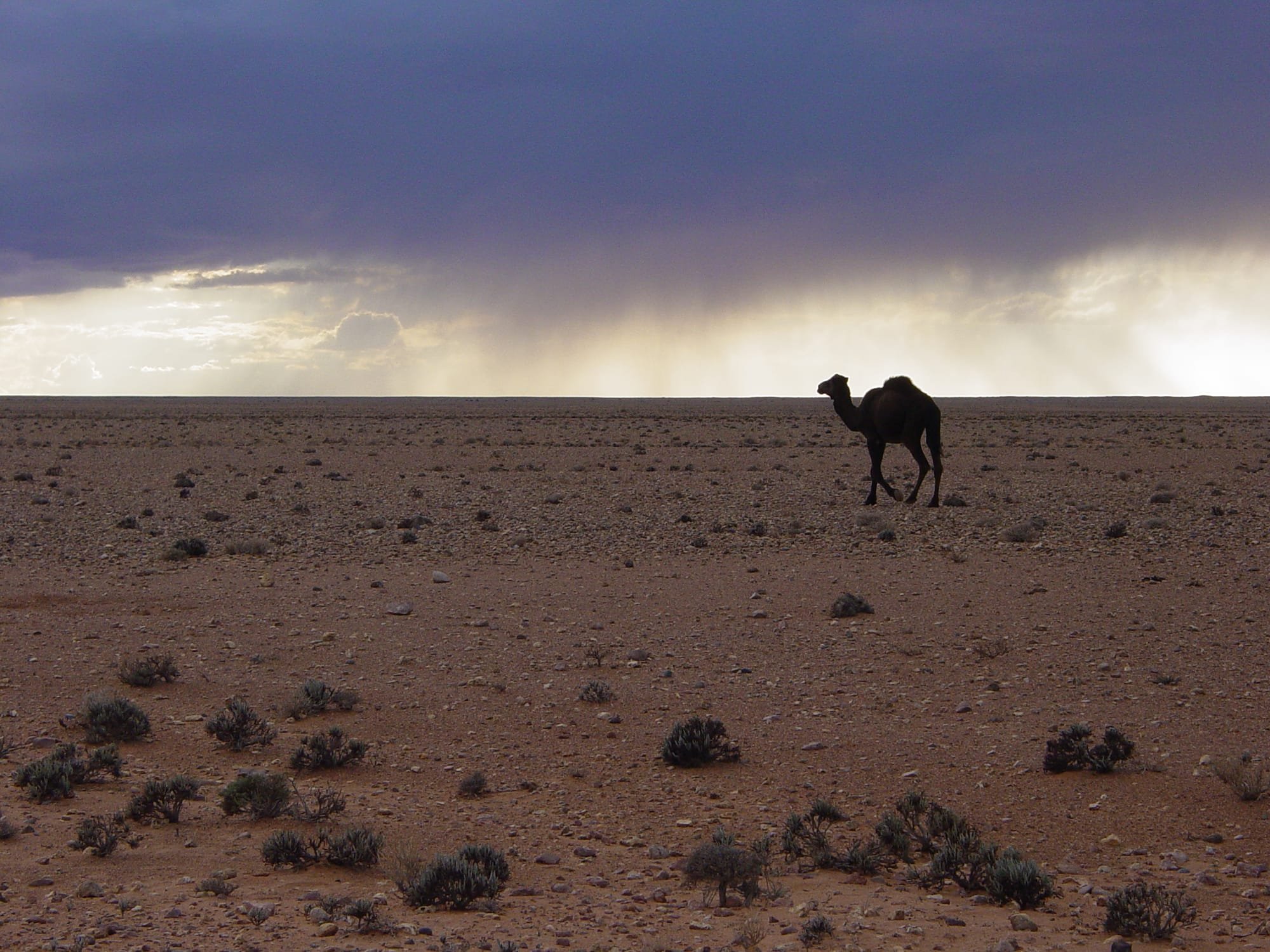Camel, diciembre 2004