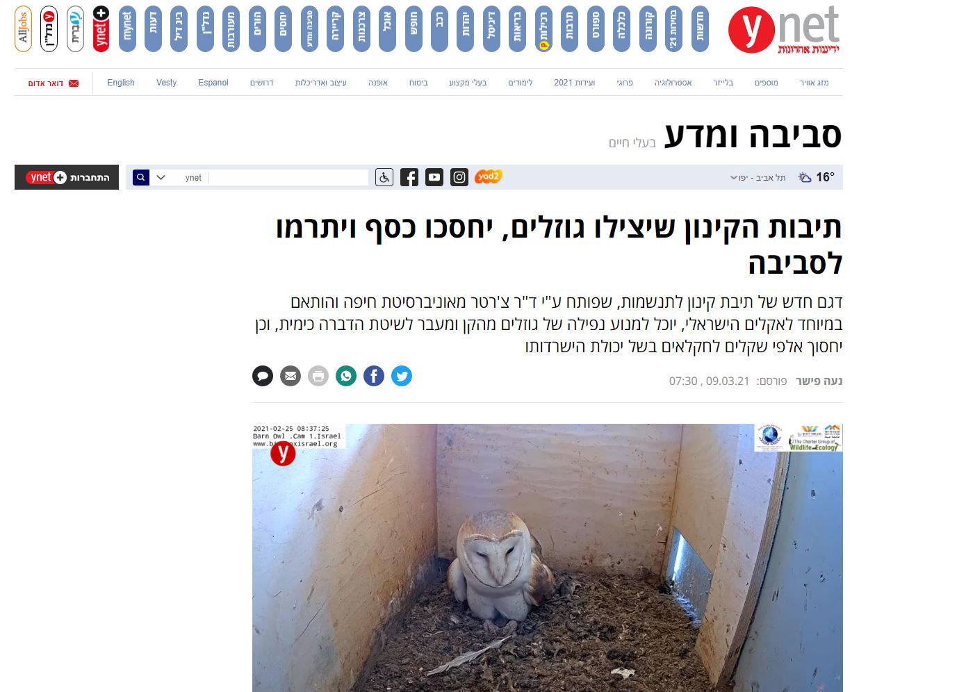 Ynet תיבות הקינון שיצילו גוזלים, יחסכו כסף ויתרמו לסביבה
