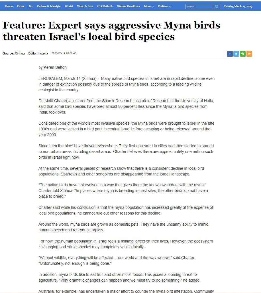 Feature: Expert says aggressive Myna birds threaten Israel's local bird species