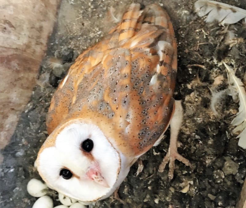 Using barn owls as biological pest control agents of rodents.