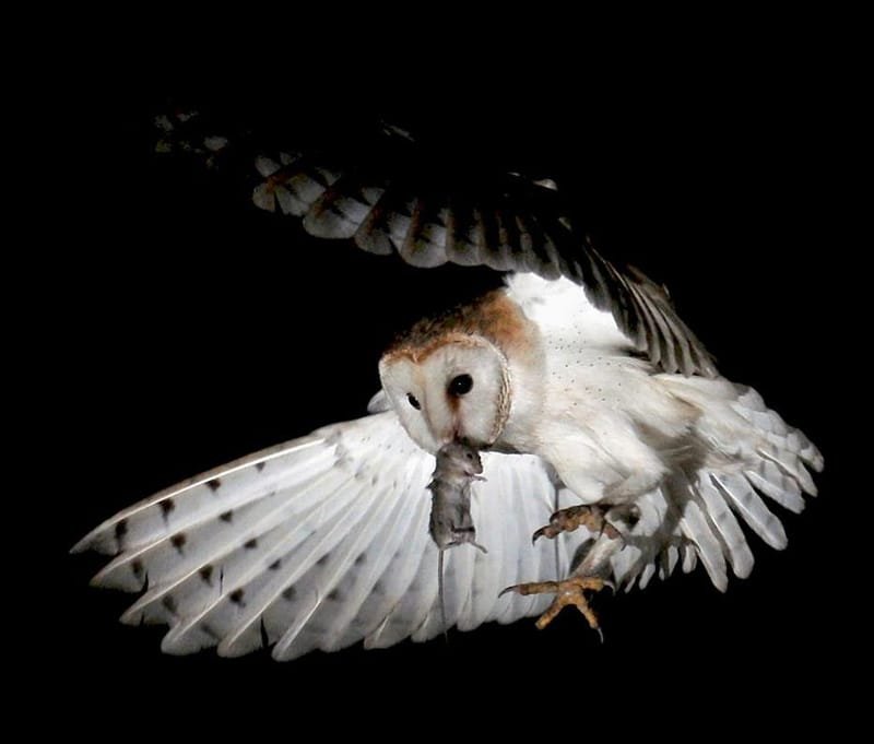 Barn owl ecology and rodent control