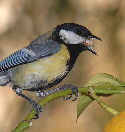 Great tits and insect pests - The Charter Group of Wildlife Ecology