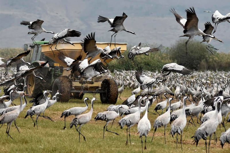 Wildlife agriculture conflicts: case study crane management in the Hula Valley