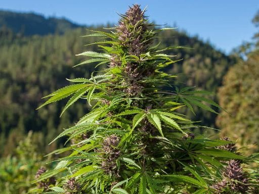 The use of CBD cannabis in Switzerland