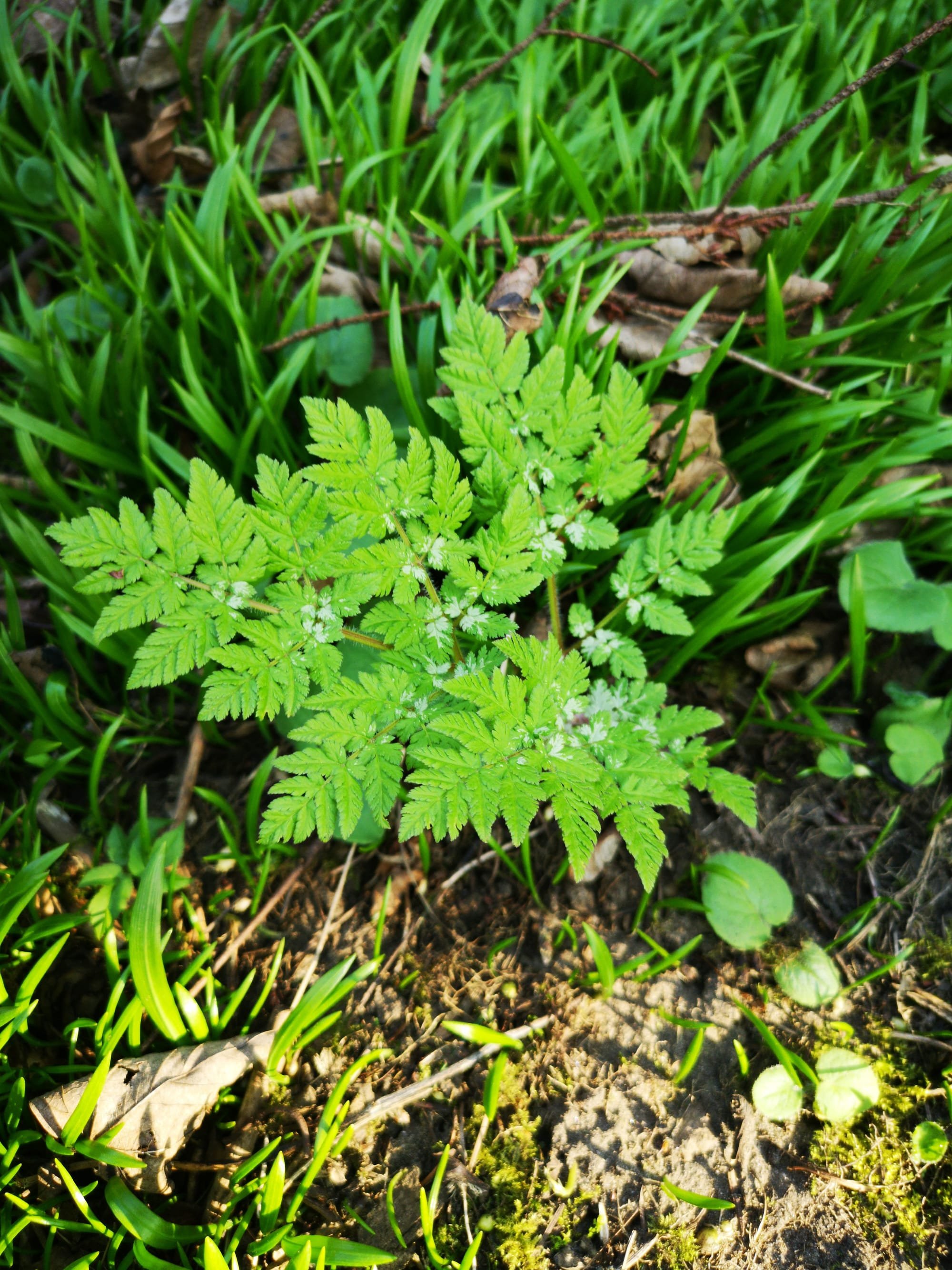 Sweet Cicely in the Spring
