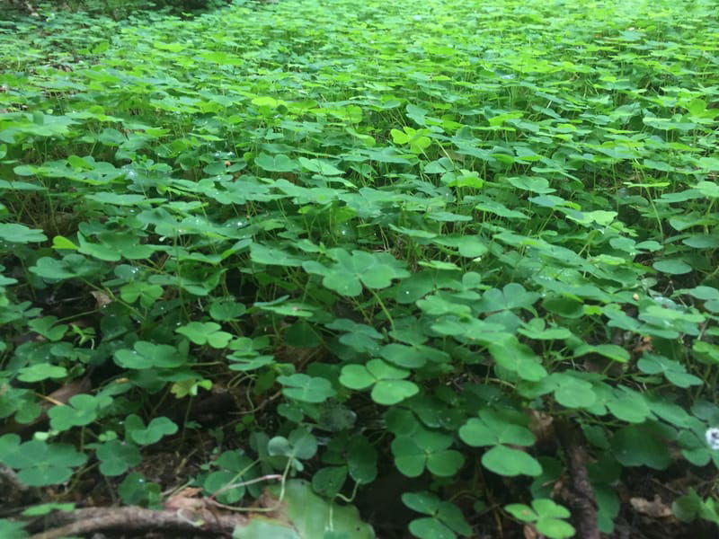 Riverside Wild Food Walk