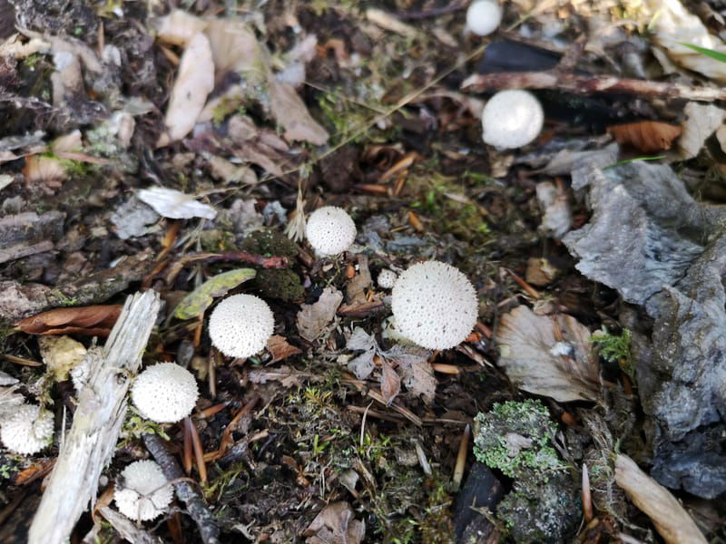 Morning Riverside Forage