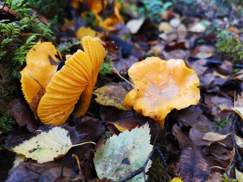 Guided Wild Food Walk - Dalkeith