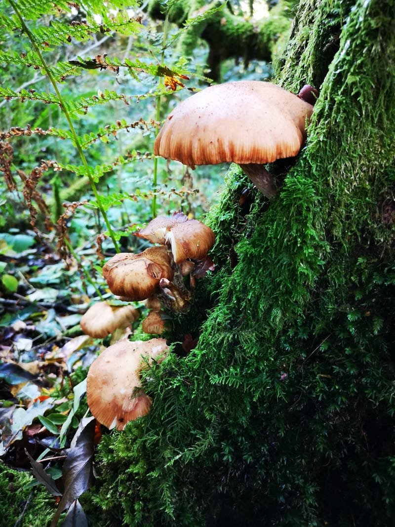 Fungi Forage - Livingston