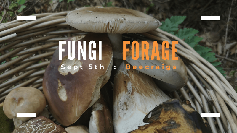 Fungi Foray: Guided Mushroom Walk