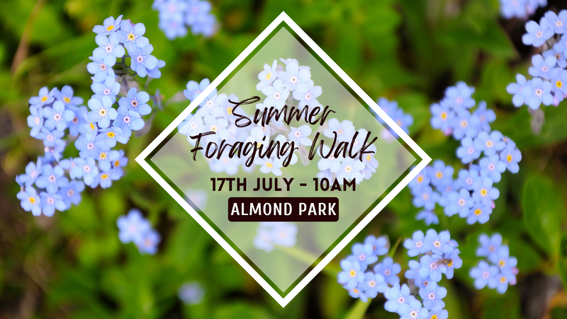 Summer Wild Food Walk