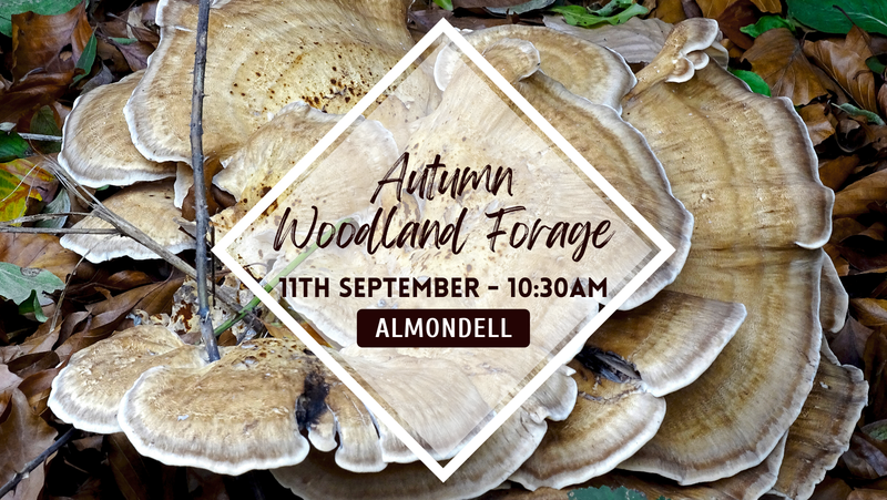 Autumn woodland Forage