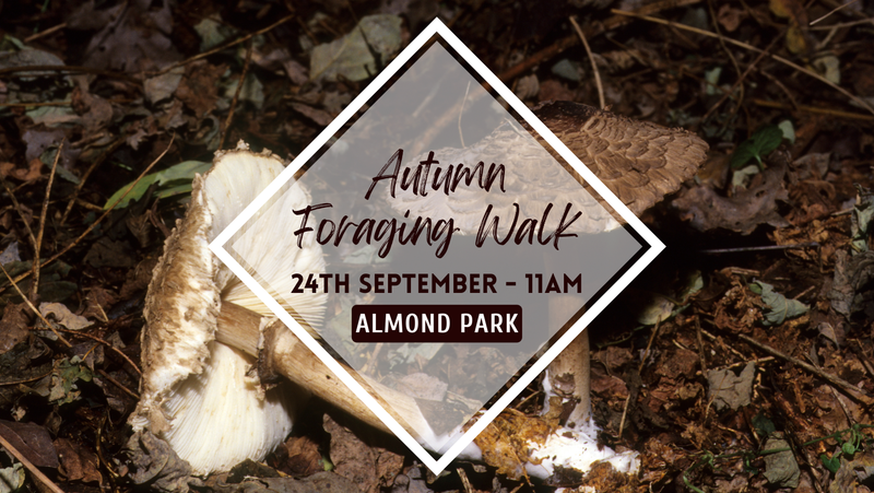 Autumn Foraging Walk