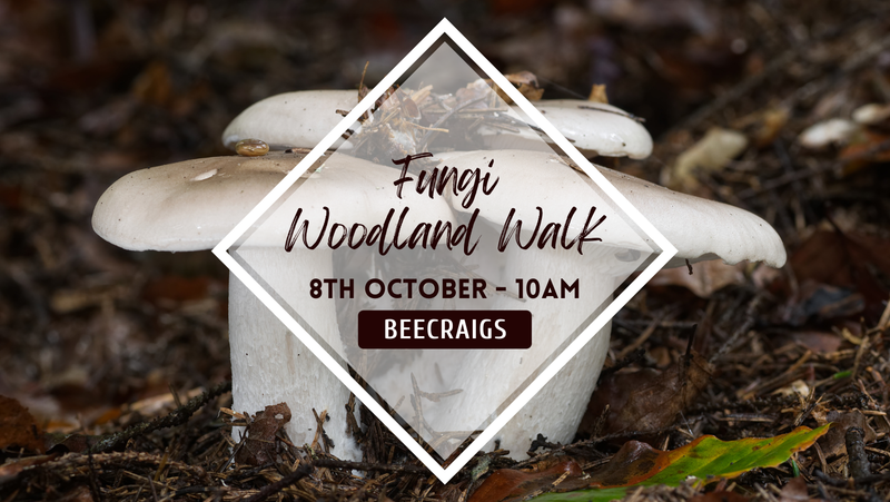 Fungi Woodland Walk