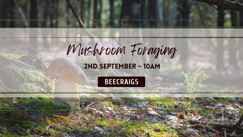 Mushroom Foraging