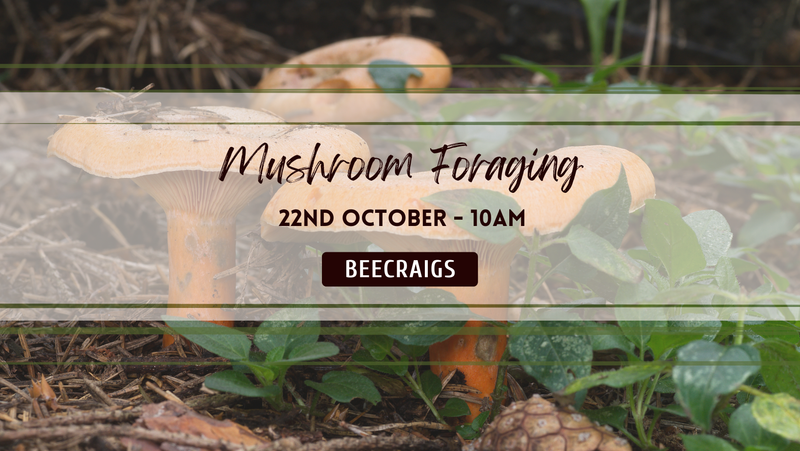Mushroom Foraging