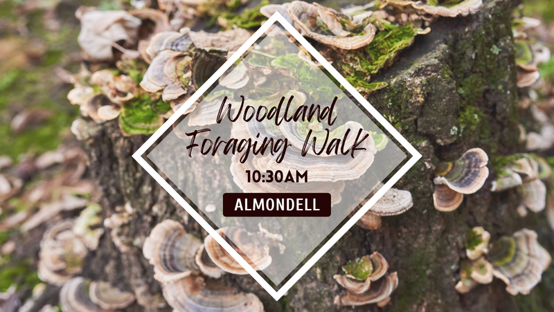 Autumn Foraging Walk, Plants and Fungi - October