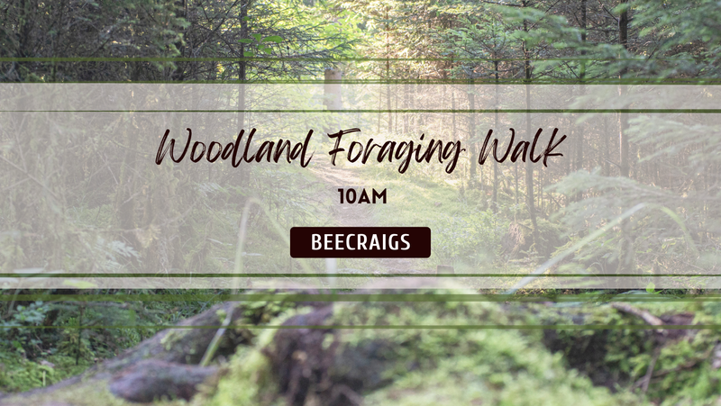 Woodland Wild Food Walk - Plants and Fungi