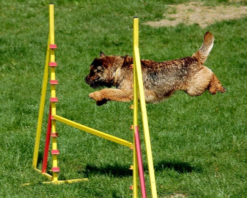 THE WORLD CANINE FREESTYLE COMPETITION