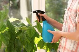 INTERIOR PLANT MAINTENANCE
