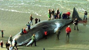 Whale Found Dead with Plastic Bags in its Stomach