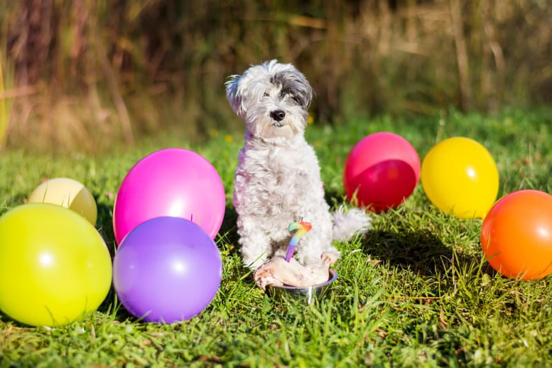 Invita a tu mascota a pasear!