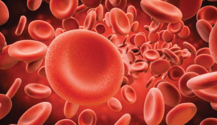 Blood: The Essential Fluid To Fuel Life | Abdullah Al Moinee