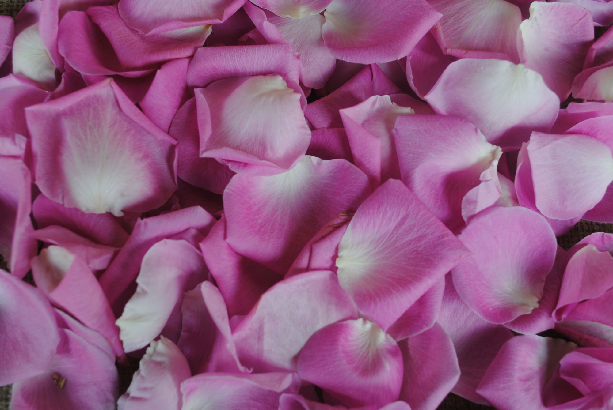 Rose petals.