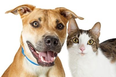 Guidelines on Choosing a Good Pet Supplier image