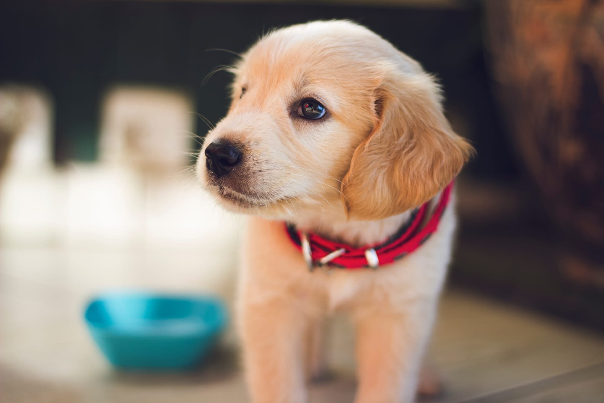 10 Rules Before Adopting A Puppy