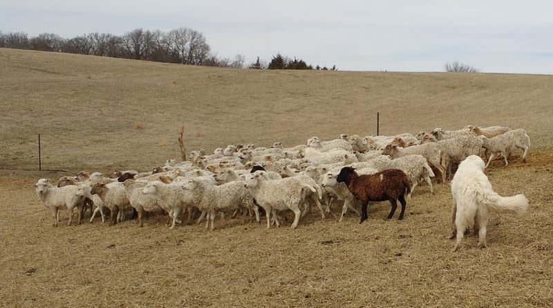 Katahdin / Florida Native Hair Sheep