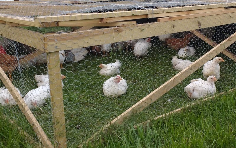 Pastured Chicken