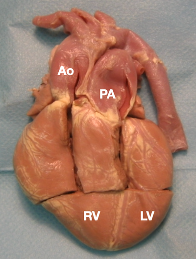 Anatomie et physiologie - Centre de transplantation d'organes - CHUV