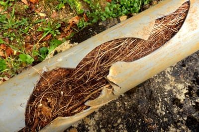 Blocked drains caused by tree roots image