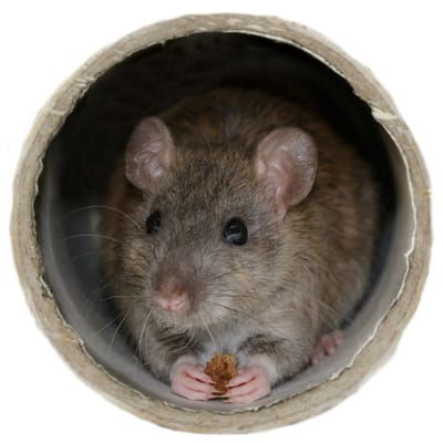 Could a cctv drain survey help solve your rat problem? image