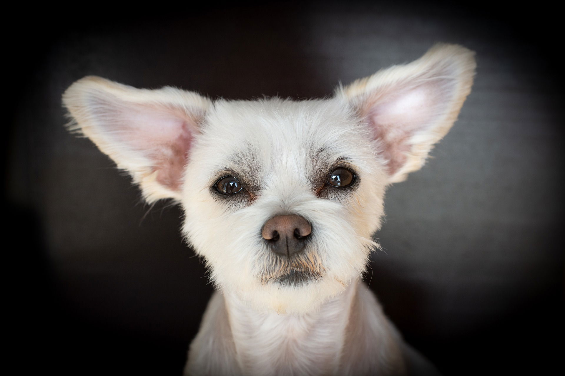 CARING for your Dog's EARS