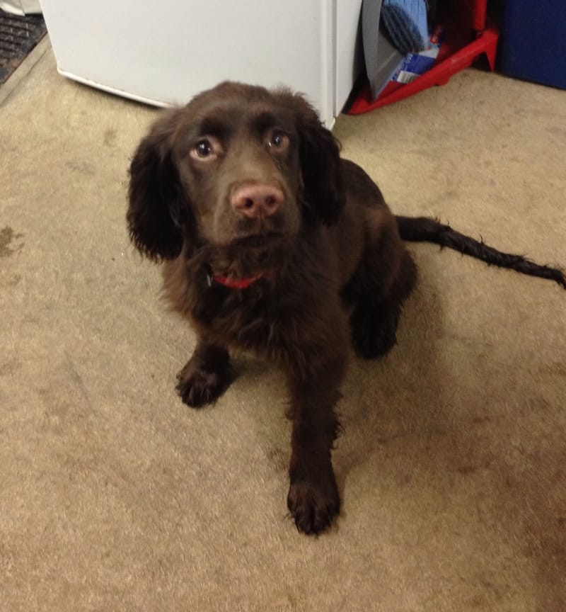 Fairways, Pet, Haven, Dogs, Kennels, Aberdeen, Newmachar, Dyce, Grooming