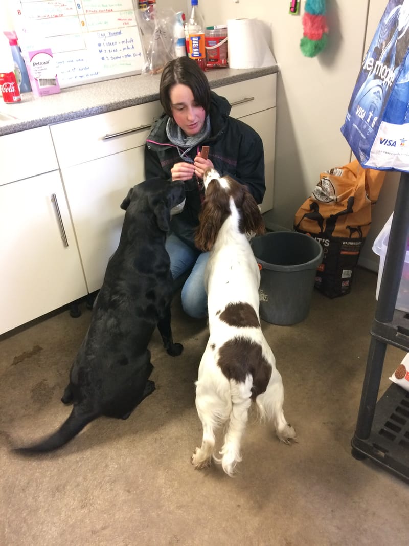 Fairways, Pet, Haven, Dogs, Kennels, Aberdeen, Newmachar, Dyce, Grooming