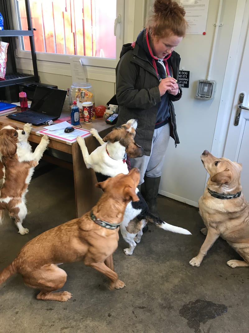 Fairways, Pet, Haven, Dogs, Kennels, Aberdeen, Newmachar, Dyce, Grooming