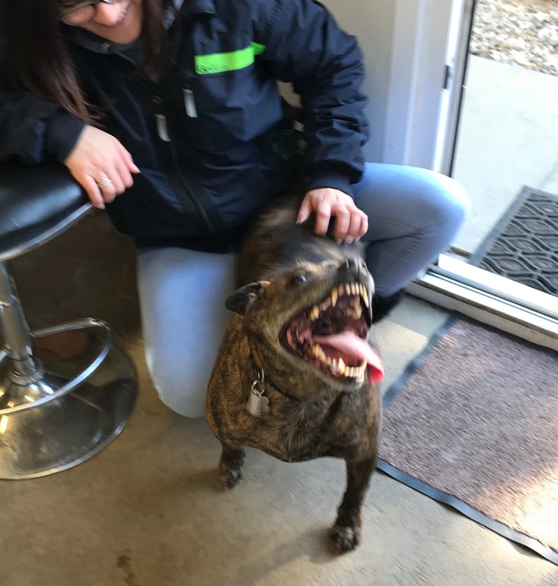 Fairways, Pet, Haven, Dogs, Kennels, Aberdeen, Newmachar, Dyce, Grooming