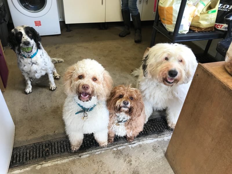 Fairways, Pet, Haven, Dogs, Kennels, Aberdeen, Newmachar, Dyce, Grooming