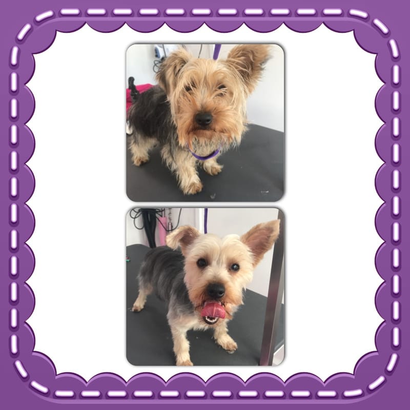 Fairways, Pet, Haven, Dogs, Kennels, Aberdeen, Newmachar, Dyce, Grooming