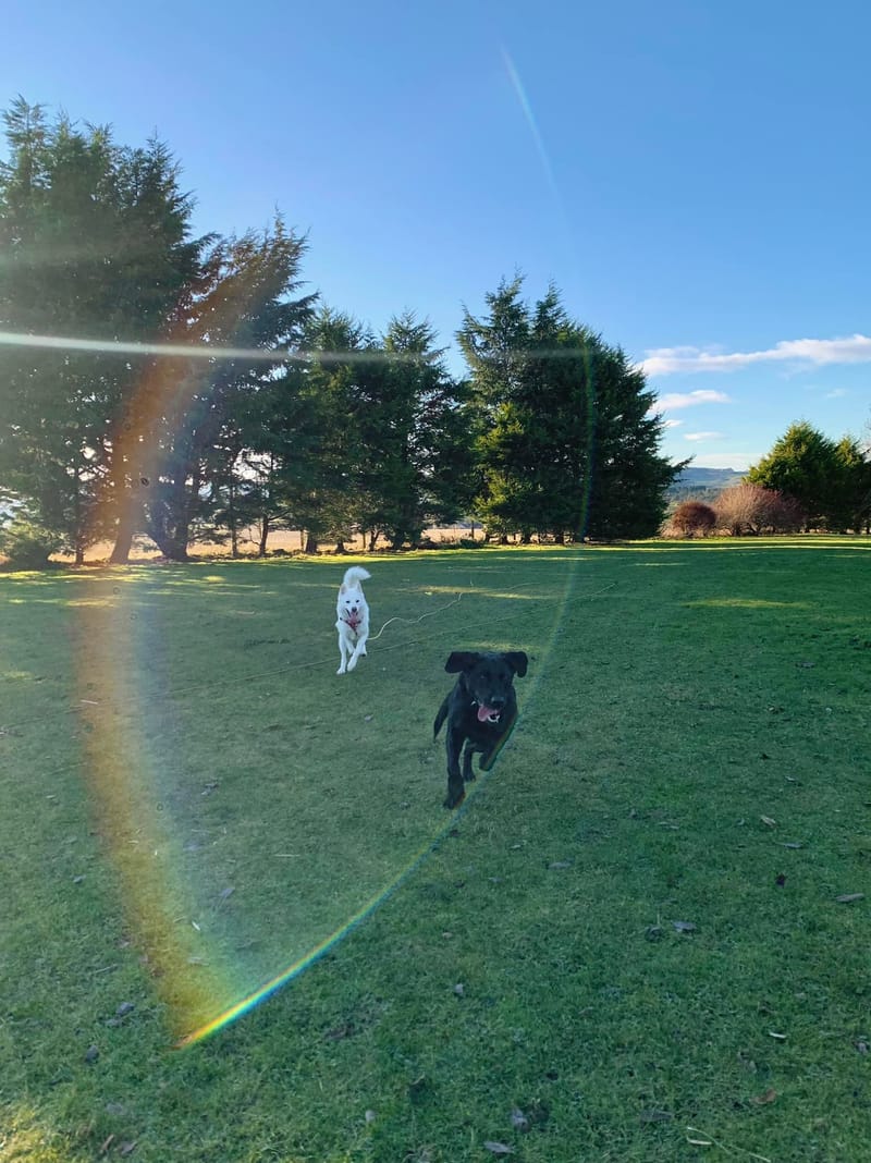 Fairways, Pet, Haven, Dogs, Kennels, Aberdeen, Newmachar, Dyce, Grooming