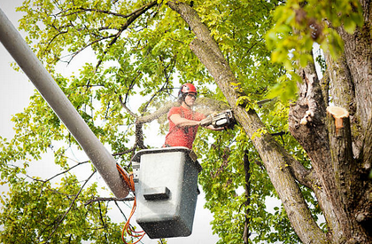 Acquire Professional Tree Services to Make Your Garden More Beautiful