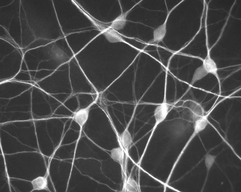 Exploring the mechanism of cell-cell interactions in nerve cells