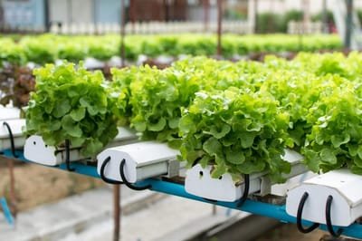 The Benefits of Hydroponic Grow Box image