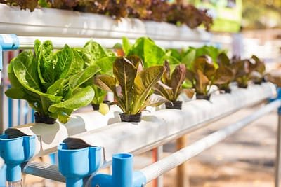 Importance of Using the Hydroponic Grow Box   image