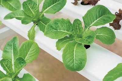 Impacts Of Having The Hydroponic Grow Box image