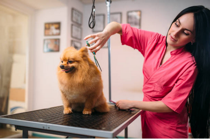 The Benefits of Expert Dog Grooming
